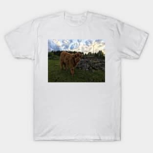 Scottish Highland Cattle Calf 1775 T-Shirt